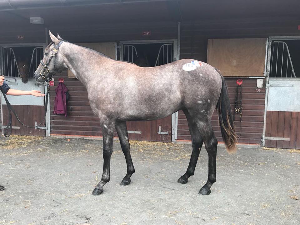 Yearling 2018 Lot 100